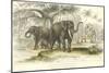 Asiatic Elephants-J. Stewart-Mounted Art Print