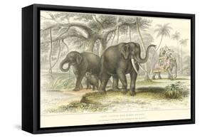 Asiatic Elephants-J. Stewart-Framed Stretched Canvas