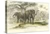 Asiatic Elephants-J. Stewart-Stretched Canvas