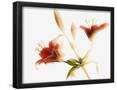 Essential Black