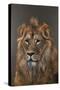 Asiatic Lion, 2015 (Acrylic)-Faisal Khouja-Stretched Canvas