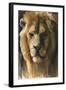 Asiatic Lion, 2015-Mark Adlington-Framed Giclee Print