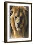 Asiatic Lion, 2015-Mark Adlington-Framed Premium Giclee Print