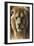 Asiatic Lion, 2015-Mark Adlington-Framed Premium Giclee Print