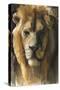 Asiatic Lion, 2015-Mark Adlington-Stretched Canvas