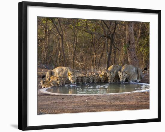 Asiatic Lionesses and Cubs Drinking from Pool, Gir Forest NP, Gujarat, India-Uri Golman-Framed Photographic Print