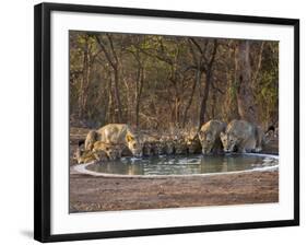 Asiatic Lionesses and Cubs Drinking from Pool, Gir Forest NP, Gujarat, India-Uri Golman-Framed Photographic Print