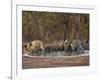 Asiatic Lionesses and Cubs Drinking from Pool, Gir Forest NP, Gujarat, India-Uri Golman-Framed Photographic Print