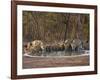 Asiatic Lionesses and Cubs Drinking from Pool, Gir Forest NP, Gujarat, India-Uri Golman-Framed Photographic Print