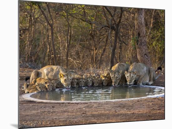 Asiatic Lionesses and Cubs Drinking from Pool, Gir Forest NP, Gujarat, India-Uri Golman-Mounted Photographic Print