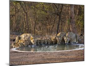 Asiatic Lionesses and Cubs Drinking from Pool, Gir Forest NP, Gujarat, India-Uri Golman-Mounted Photographic Print