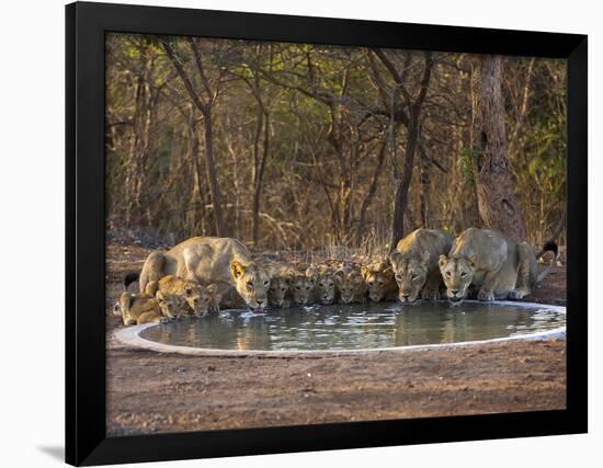 Asiatic Lionesses and Cubs Drinking from Pool, Gir Forest NP, Gujarat, India-Uri Golman-Framed Photographic Print