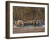 Asiatic Lionesses and Cubs Drinking from Pool, Gir Forest NP, Gujarat, India-Uri Golman-Framed Premium Photographic Print