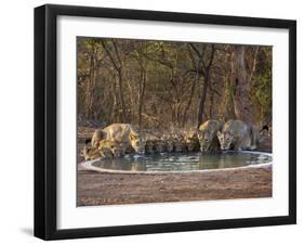 Asiatic Lionesses and Cubs Drinking from Pool, Gir Forest NP, Gujarat, India-Uri Golman-Framed Premium Photographic Print