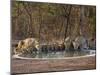 Asiatic Lionesses and Cubs Drinking from Pool, Gir Forest NP, Gujarat, India-Uri Golman-Mounted Premium Photographic Print