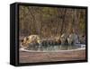 Asiatic Lionesses and Cubs Drinking from Pool, Gir Forest NP, Gujarat, India-Uri Golman-Framed Stretched Canvas