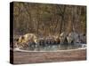 Asiatic Lionesses and Cubs Drinking from Pool, Gir Forest NP, Gujarat, India-Uri Golman-Stretched Canvas