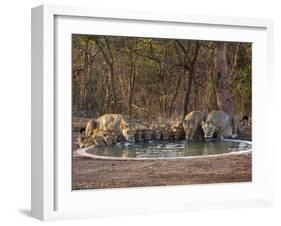 Asiatic Lionesses and Cubs Drinking from Pool, Gir Forest NP, Gujarat, India-Uri Golman-Framed Photographic Print