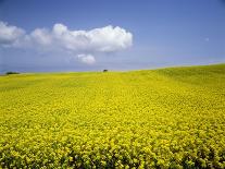 Wheat field, Biei, Hokkaido, Japan-Aso Fujita-Photographic Print