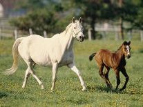 Mare and foal running in field, Urakawa, Hokkaido, Japan-Aso Fujita-Framed Photographic Print