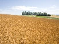 Field of oilseed rape, Yokohama, Aomori Prefecture, Japan-Aso Fujita-Photographic Print