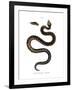 Asp Viper-null-Framed Giclee Print