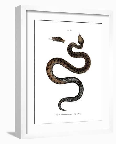 Asp Viper-null-Framed Giclee Print