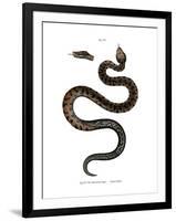 Asp Viper-null-Framed Giclee Print