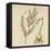 'Asparagus', 1947-Elizabeth Blackwell-Framed Stretched Canvas