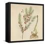 'Asparagus', 1947-Elizabeth Blackwell-Framed Stretched Canvas