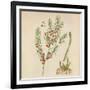 'Asparagus', 1947-Elizabeth Blackwell-Framed Giclee Print