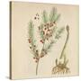 'Asparagus', 1947-Elizabeth Blackwell-Stretched Canvas