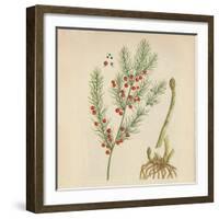 'Asparagus', 1947-Elizabeth Blackwell-Framed Giclee Print