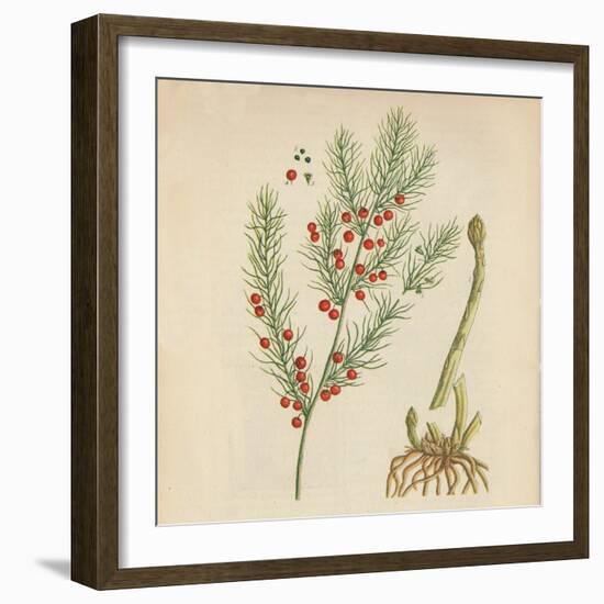 'Asparagus', 1947-Elizabeth Blackwell-Framed Giclee Print