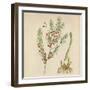 'Asparagus', 1947-Elizabeth Blackwell-Framed Giclee Print