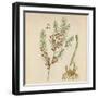 'Asparagus', 1947-Elizabeth Blackwell-Framed Giclee Print