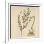 'Asparagus', 1947-Elizabeth Blackwell-Framed Giclee Print