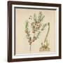 'Asparagus', 1947-Elizabeth Blackwell-Framed Giclee Print