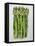 Asparagus, 2013-Jennifer Abbott-Framed Stretched Canvas