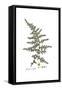 Asparagus acutifolius, Flora Graeca-Ferdinand Bauer-Framed Stretched Canvas