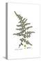 Asparagus acutifolius, Flora Graeca-Ferdinand Bauer-Stretched Canvas