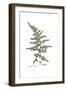 Asparagus acutifolius, Flora Graeca-Ferdinand Bauer-Framed Giclee Print