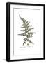 Asparagus acutifolius, Flora Graeca-Ferdinand Bauer-Framed Giclee Print