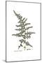 Asparagus acutifolius, Flora Graeca-Ferdinand Bauer-Mounted Giclee Print