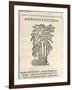 Asparagus (Asparagus Officinalis), by Castore Durante, 1585-null-Framed Giclee Print