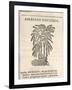 Asparagus (Asparagus Officinalis), by Castore Durante, 1585-null-Framed Giclee Print