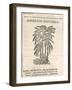 Asparagus (Asparagus Officinalis), by Castore Durante, 1585-null-Framed Giclee Print