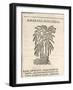 Asparagus (Asparagus Officinalis), by Castore Durante, 1585-null-Framed Giclee Print