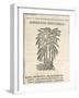 Asparagus (Asparagus Officinalis), by Castore Durante, 1585-null-Framed Giclee Print