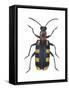 Asparagus Beetle (Criocerus Asparagi), Insects-Encyclopaedia Britannica-Framed Stretched Canvas